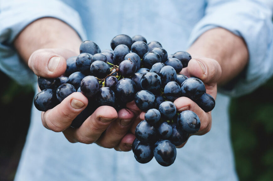 uvas viníferas